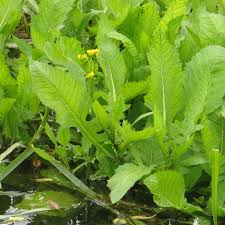 Attēlu rezultāti vaicājumam “Rorippa amphibia leaf”