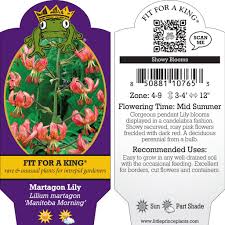 Image result for Lilium martagon `Manitoba Fox`