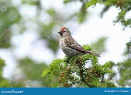 Attēlu rezultāti vaicājumam “Carduelis flammea”