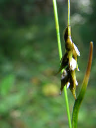 Attēlu rezultāti vaicājumam “Carex capillaris fruit”