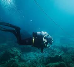 Image result for Canary Divers