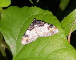 Attēlu rezultāti vaicājumam “Catarhoe cuculata”