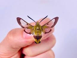 Attēlu rezultāti vaicājumam “Hemaris fuciformis”