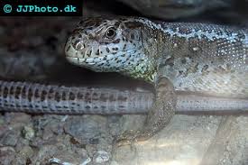 Attēlu rezultāti vaicājumam “Lacerta agilis”