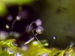 Attēlu rezultāti vaicājumam “Cribraria violacea”