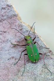 Attēlu rezultāti vaicājumam “Cicindela campestris imago”