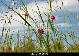 Attēlu rezultāti vaicājumam “Poa trivialis flower”