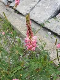 Image result for Onobrychis viciifolia