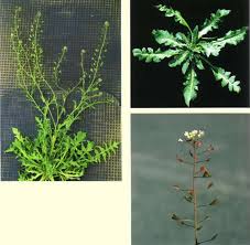 Attēlu rezultāti vaicājumam “Capsella bursa-pastoris leaf”