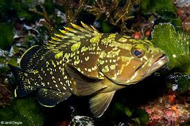 Image result for Epinephelus marginatus