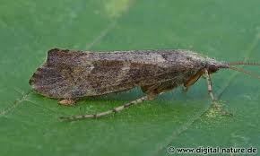 Attēlu rezultāti vaicājumam “Glyphotaelius pellucidus”