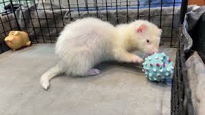 「ダークアイ・Ｑ」の画像検索結果