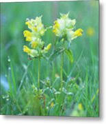 Attēlu rezultāti vaicājumam “Rhinanthus serotinus flower”