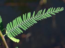 Attēlu rezultāti vaicājumam “Chara rudis”