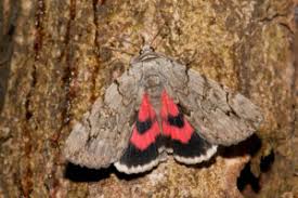 Attēlu rezultāti vaicājumam “Parasemia plantaginis female”