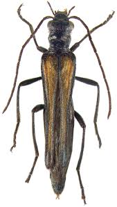 Attēlu rezultāti vaicājumam “Oedemera femorata”