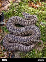 Attēlu rezultāti vaicājumam “Vipera berus adult”