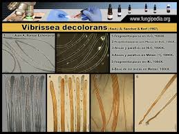 Attēlu rezultāti vaicājumam “Vibrissea decolorans”