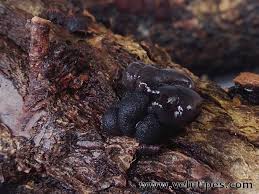 Attēlu rezultāti vaicājumam “Exidia truncata”