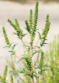 Attēlu rezultāti vaicājumam “Ambrosia artemisiifolia”