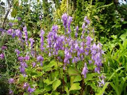 Attēlu rezultāti vaicājumam “Campanula rapunculoides leaf”
