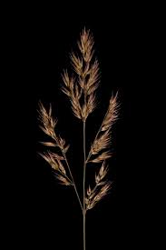 Attēlu rezultāti vaicājumam “Calamagrostis epigeios”