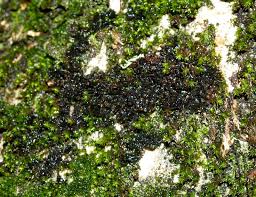 Attēlu rezultāti vaicājumam “Leptogium lichenoides”