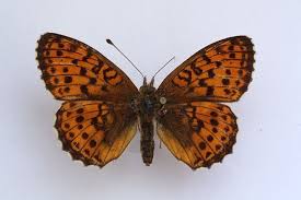 Attēlu rezultāti vaicājumam “Brenthis ino”