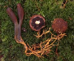 Attēlu rezultāti vaicājumam “Cordyceps ophioglossoides”