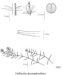 Attēlu rezultāti vaicājumam “Callitriche hermaphroditica”