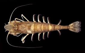 Attēlu rezultāti vaicājumam “Crangon crangon”