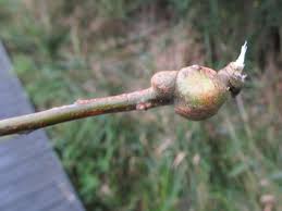 Attēlu rezultāti vaicājumam “Rabdophaga salicis”