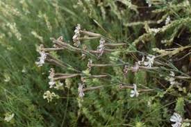 Attēlu rezultāti vaicājumam “Silene borysthenica”