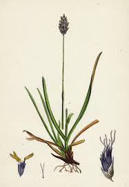 Attēlu rezultāti vaicājumam “Sesleria caerulea flower”