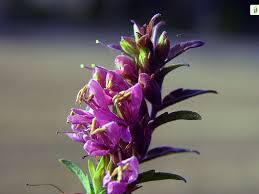 Attēlu rezultāti vaicājumam “Odontites vulgaris fruit”