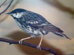 Image result for Dendroica striata