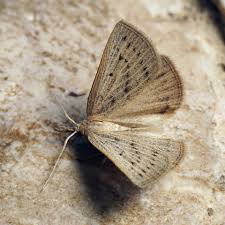 Attēlu rezultāti vaicājumam “Cribraria martinii macro”