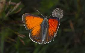 Attēlu rezultāti vaicājumam “Lycaena hippothoe male”