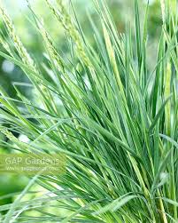 Attēlu rezultāti vaicājumam “Koeleria glauca”