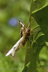 Attēlu rezultāti vaicājumam “Abraxas sylvata imago”