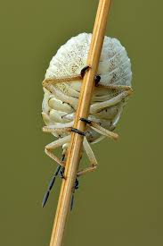 Attēlu rezultāti vaicājumam “Carpocoris purpureipennis”