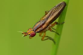 Attēlu rezultāti vaicājumam “Sciomyzidae”