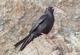 Image result for Pyrrhocorax pyrrhocorax