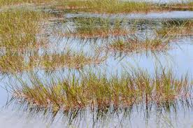 Attēlu rezultāti vaicājumam “Glyceria fluitans”