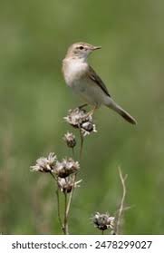 Attēlu rezultāti vaicājumam “Hippolais caligata adult”