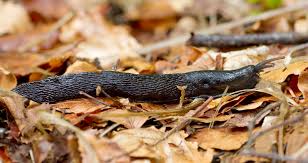 Attēlu rezultāti vaicājumam “Limax cinereoniger”