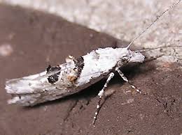 Attēlu rezultāti vaicājumam “Ypsolopha asperella”