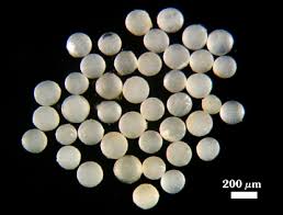 Attēlu rezultāti vaicājumam “Enteridium liceoides spores”