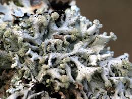 Attēlu rezultāti vaicājumam “Hypogymnia tubulosa”