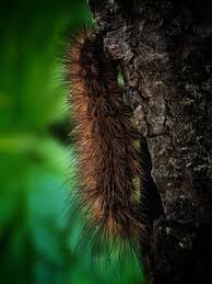 Attēlu rezultāti vaicājumam “Phragmatobia fuliginosa larva”